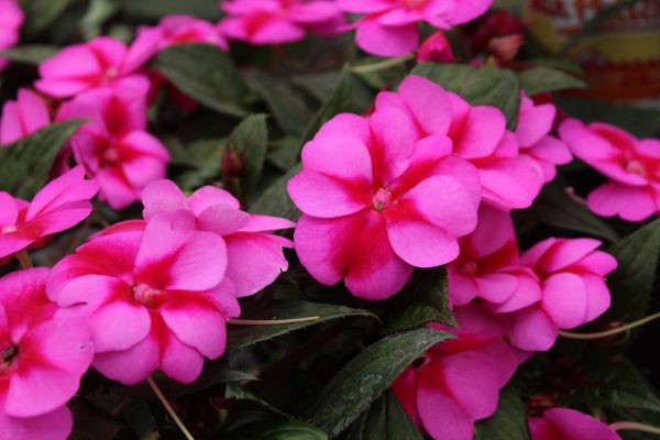 bunch of pink impatiens