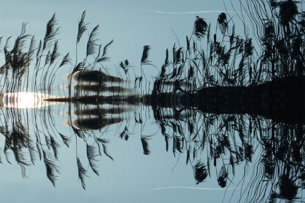 reflection of reeds in the Sea