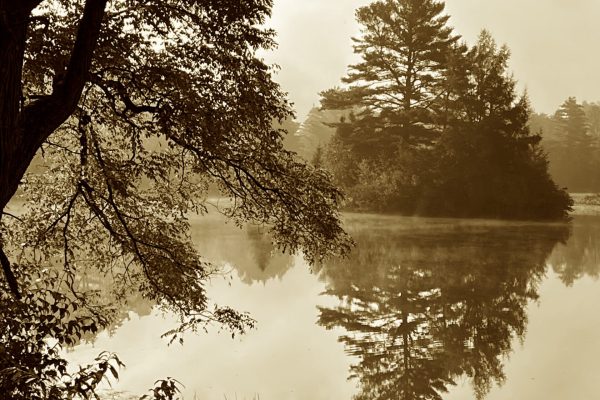 In sepia tones, trees reflected in a lake