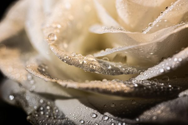 Close-up of a white rose with dew drops on its petals.