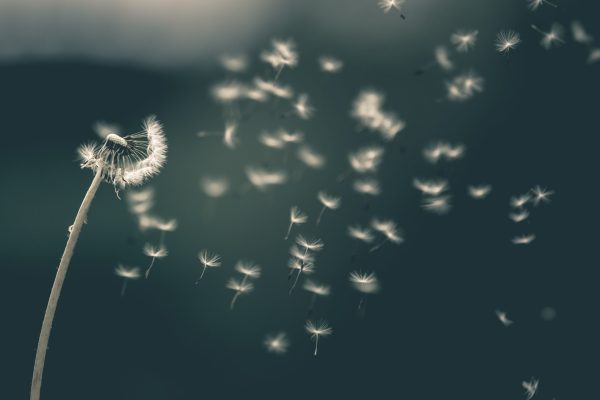 dandelion fluff blowing in the wind