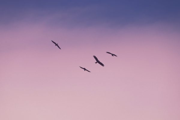 birds fly in a dark sky
