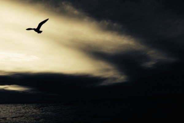 Silhouette of a bird soaring against a dramatic cloudy sky over the ocean at sunset.