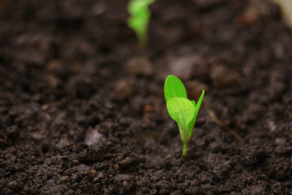 seedling