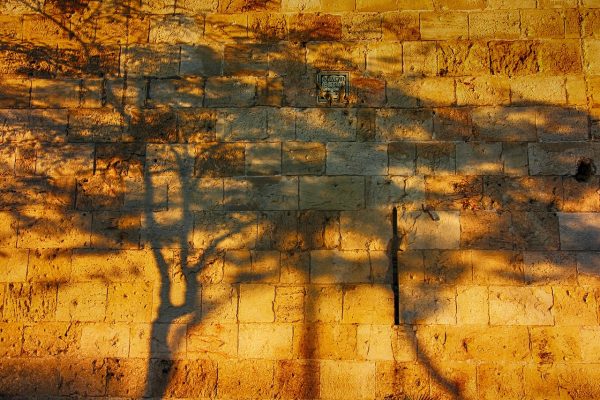 Tree shadows cast on a sunlit stone wall, with warm golden tones in the evening light.