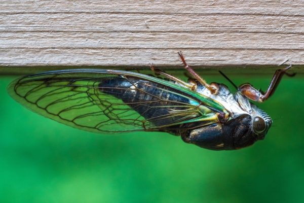 Close-up of a cicada clinging upside-down to a wooden surface with a blurred green background.