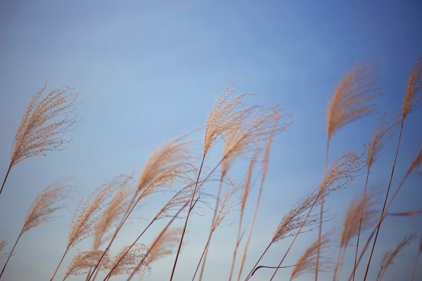 a breeze goes through blades of grass against a blue sky