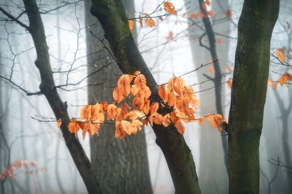Orange leaves on tree branches in a misty forest with tall, dark tree trunks in the background.