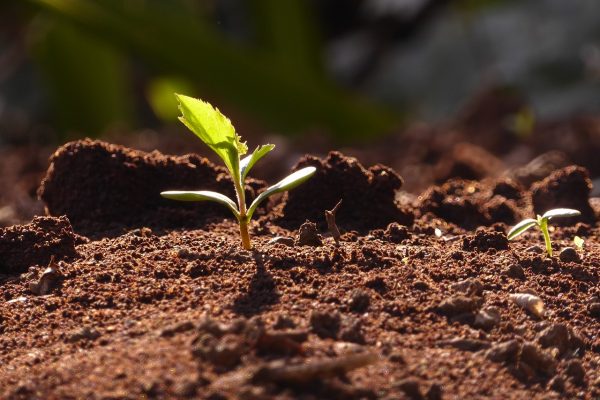 a sprout emerges from dirt