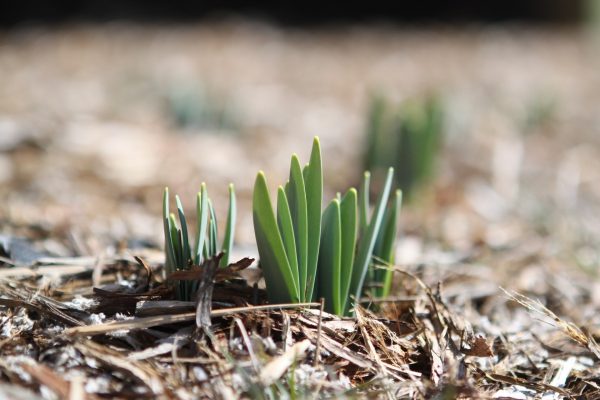 Young green sprouts emerging from dry, brown mulch in a sunlit garden.