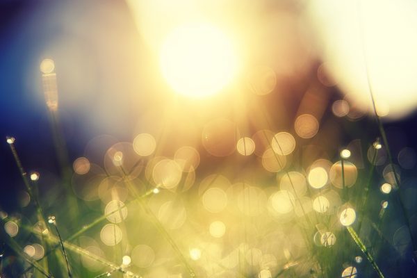 Sunlight creating bokeh effect over dewy grass, with a warm and dreamy atmosphere.