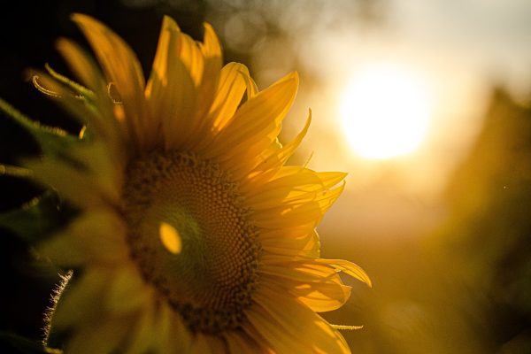 Close-up of a sunflower in warm, golden sunlight, with a blurred background of trees and a glowing sky.