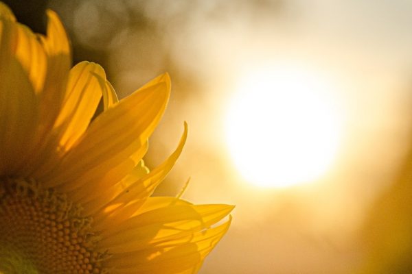A close-up of a sunflower with sunlight softly illuminating its petals against a blurred background.