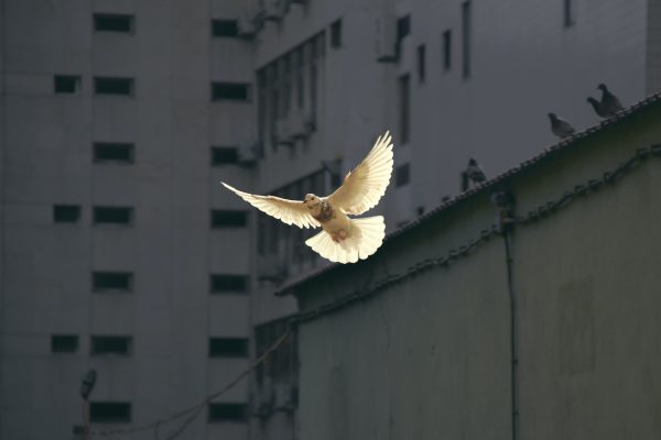 a dove fles in front of buildings