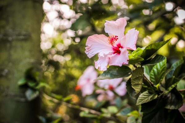 pink flower against green leaves