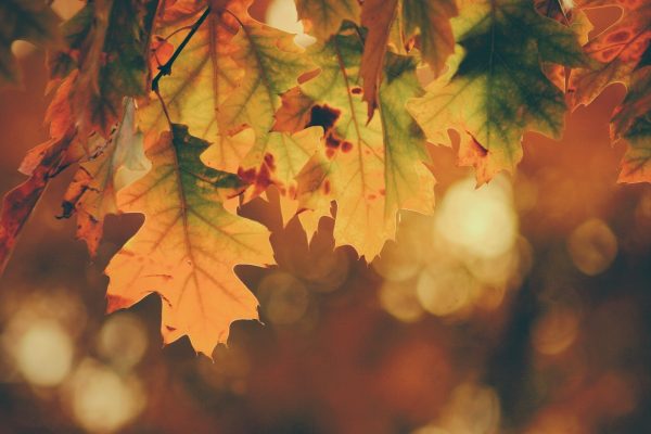 orange autumn leaves with specks of green