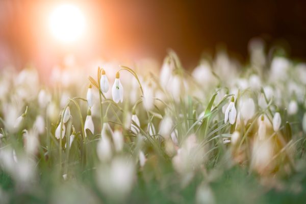 tiny white flowers at sunrise