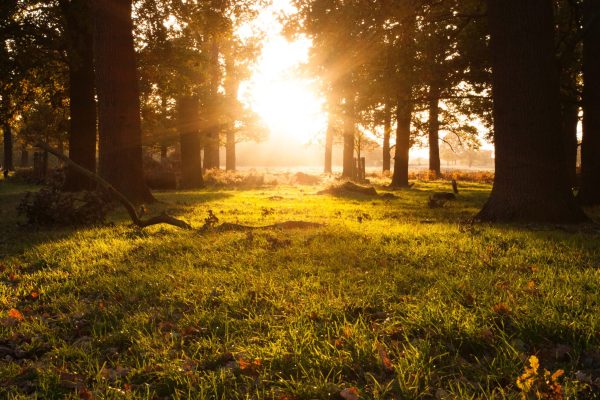 light filters through trees