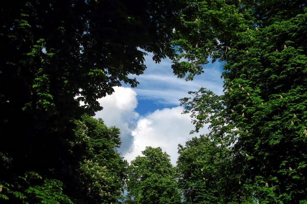a gate through trees looking into the clouds