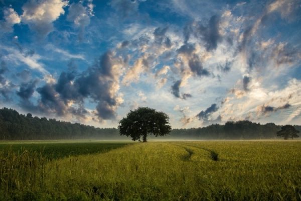 A lone tree in a misty green field under a dramatic, cloud-filled sky at sunrise or sunset.