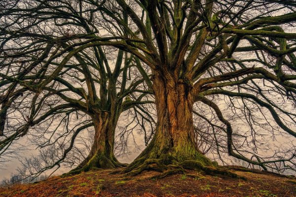 two barren trees with lots of branches stand side by side
