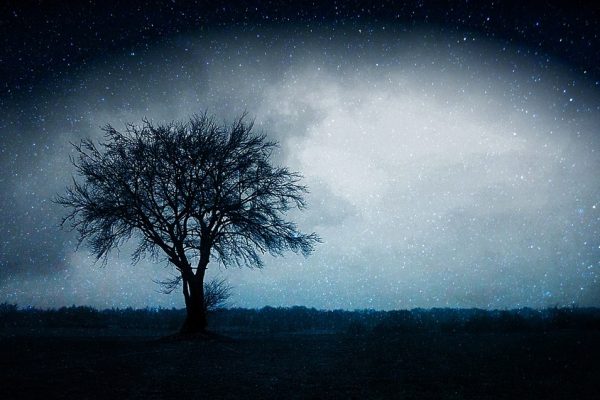 A lone tree stands silhouetted against a starry night sky with a bright white glow in the background.