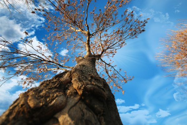 Looking up at a tall tree with rough bark and sparse leaves against a blue sky with scattered clouds.