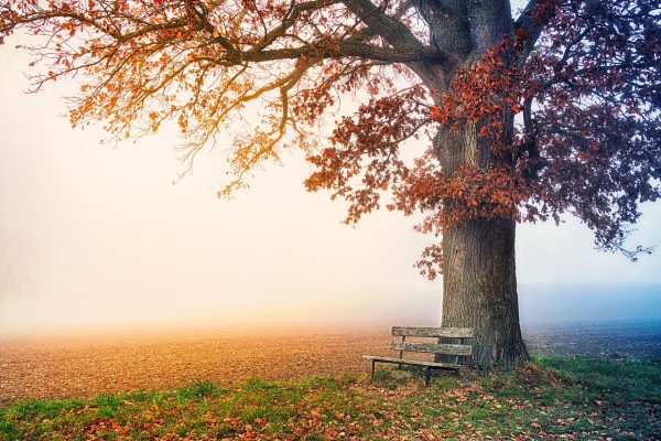 A wooden bench sits under a large tree with autumn leaves beside a foggy, sunlit field.