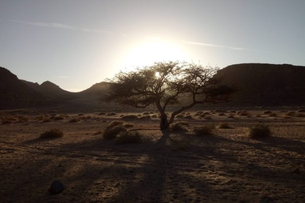 tree in the sinai desert