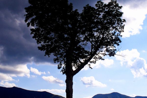 tree in shape of a heart