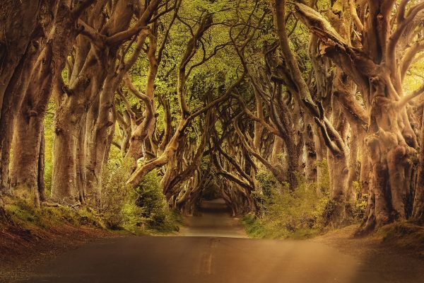 an arbor of trees