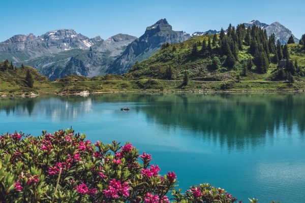 Mountains in teh distance, trees reflecting into a lake, red/pink flowers in the foreground