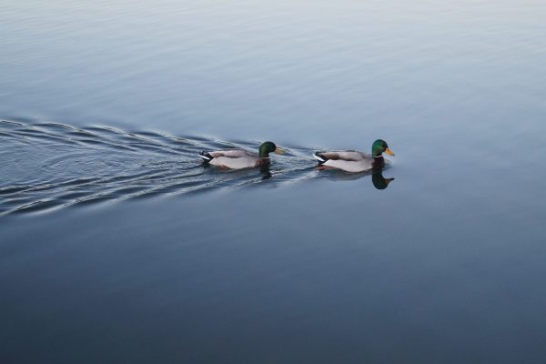 two ducks on a lake