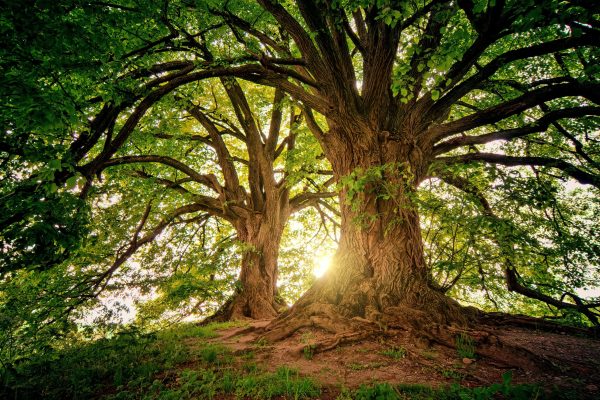 two trees with beams of sunlight between