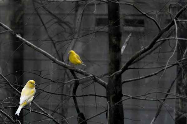 two yellow birds on grey bare branches