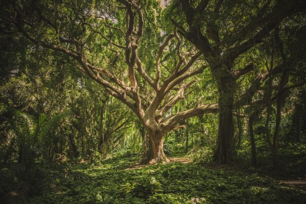 A large, sprawling tree with twisting branches in a dense, green forest.