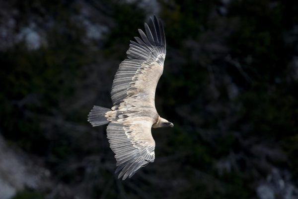 A large bird of prey with outstretched wings soars above a dark, blurred forest background.
