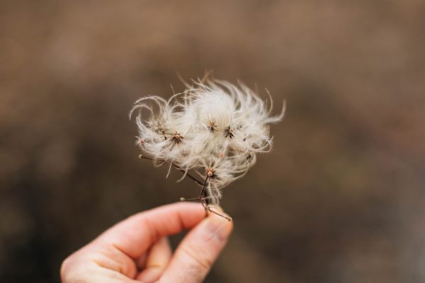 white fluff blowing off dried flower