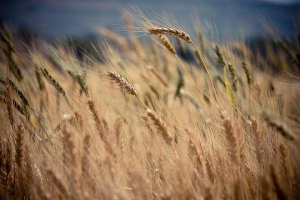 Golden wheat field with stalks swaying in the breeze against a blurred background.