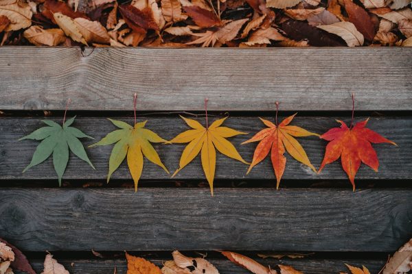 Leaves transitioning from green to red arranged on wooden planks with fallen leaves scattered around.